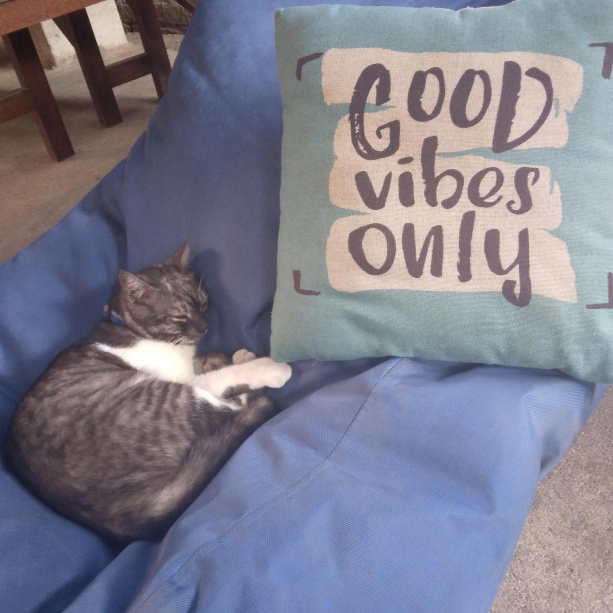 Good Vibes Bungalows Quần đảo Gili Ngoại thất bức ảnh